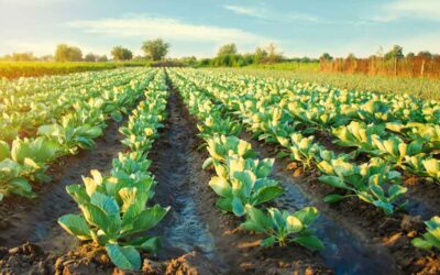 Buying Local: The Advantages of Supporting Local Farmers