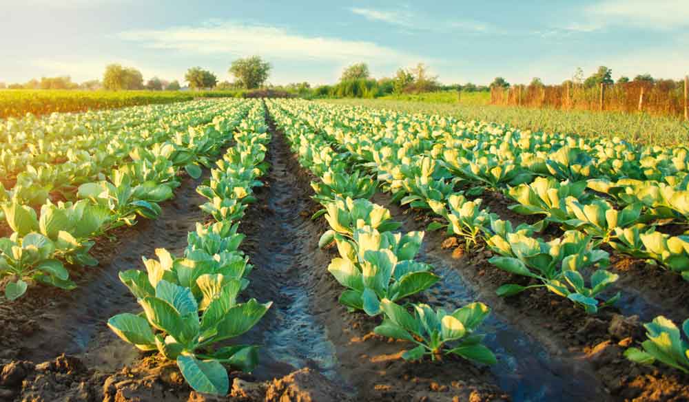 Buying Local: The Advantages of Supporting Local Farmers